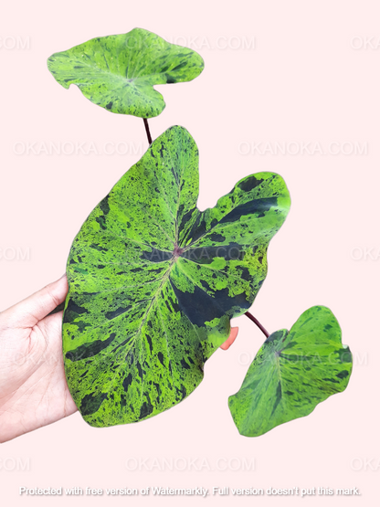 Hand holding Colocasia Esculenta Mojito, highlighting bold arrow-shaped leaves with speckled variegation.