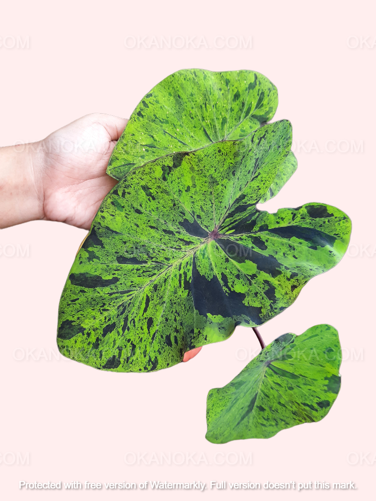 Close-up of Colocasia Esculenta Mojito leaf patterns showing vibrant green tones and natural markings.