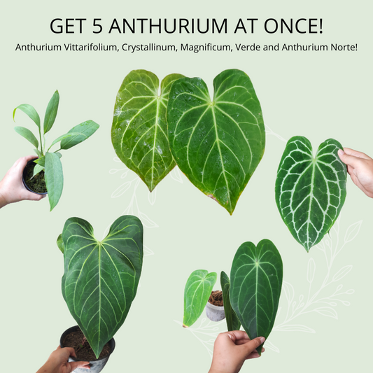 Anthurium Vittarifolium、Crystallinum、Magnificum、Verde 和 Anthurium Norte 的最佳组合捆绑