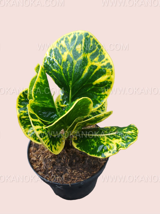 Croton Apple Yellow potted plant showing bright golden-yellow foliage with green veins.