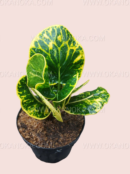 Vibrant Croton Apple Yellow on a tabletop showcasing its bushy structure.
