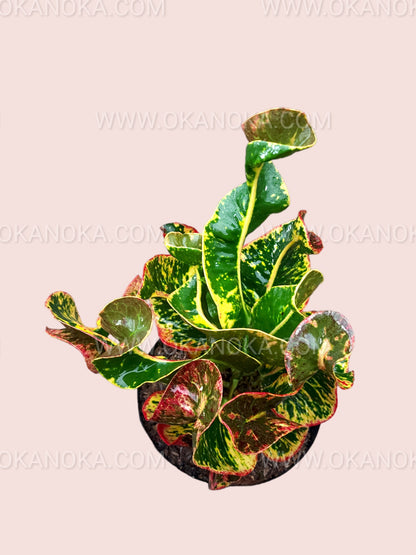 Croton Fuji close-up showing vibrant multicolored leaves with green, orange, and red variegation.