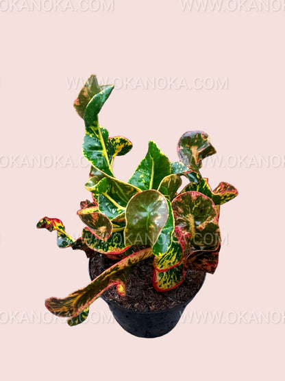 Croton Fuji potted plant displaying colorful foliage and glossy leaf textures.