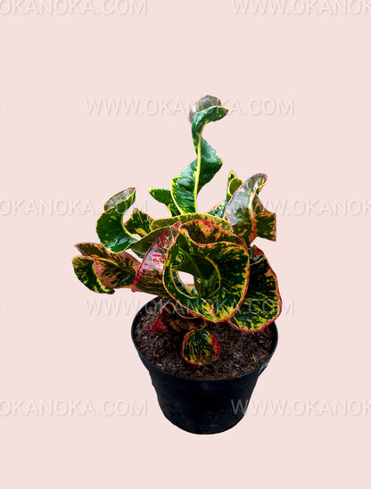 Croton Fuji on a tabletop, showcasing its bushy structure and tropical leaf patterns.