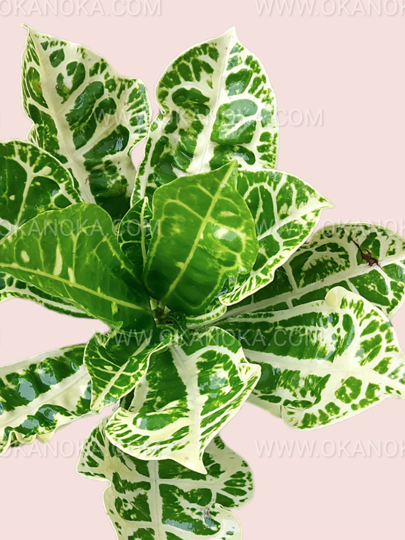 Croton Yellow Turtle plant with vibrant green and yellow variegated leaves in a terracotta pot.