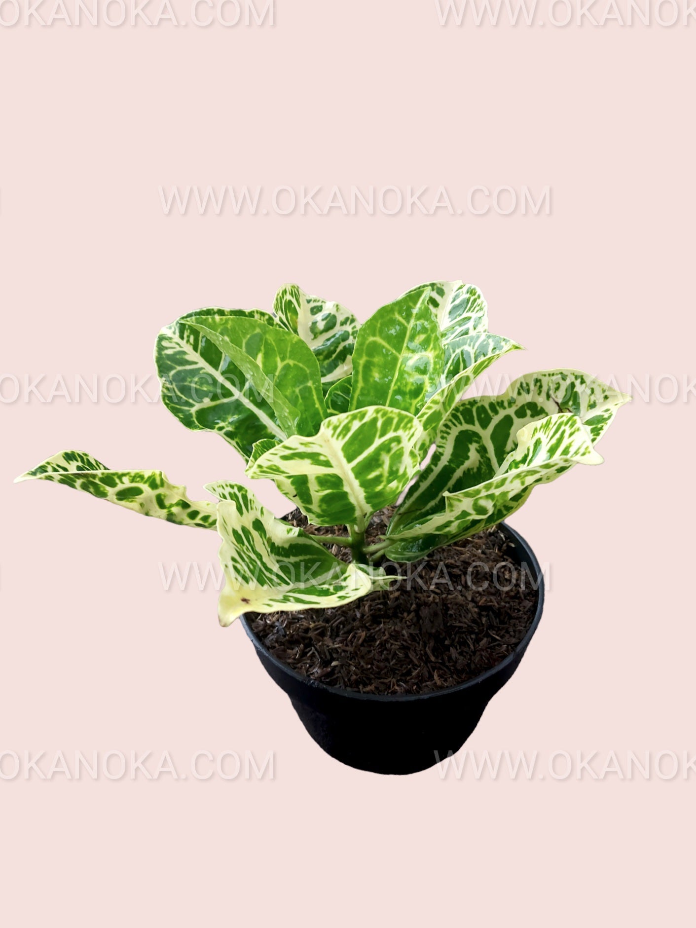 Croton Yellow Turtle with compact bushy growth and striking yellow and green variegation.