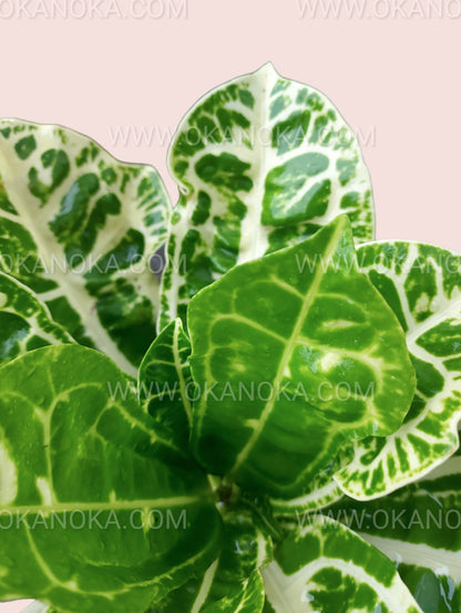 Close-up of Croton Yellow Turtle showing detailed variegation and textured foliage.