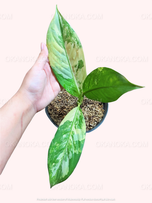 Dieffenbachia Big Ben Daguensis Variegated Small showing large green leaves with creamy white streaks in a small pot.