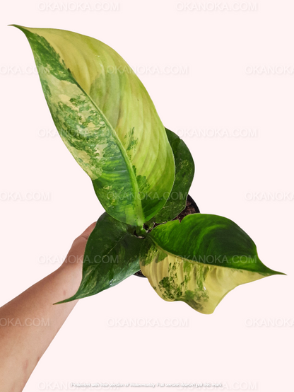 dieffenbachia big ben variegata Dieffenbachia Daguensis Big Ben Variegated