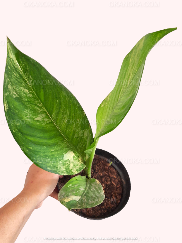 variegated dieffenbachia Dieffenbachia Daguensis Big Ben Variegated