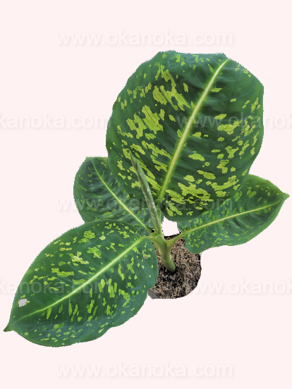 Close-up of Dieffenbachia Reflector leaves highlighting reflective light patterns.