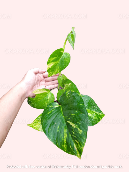 Hand holding Epipremnum Aureum Marble Golden Queen showing heart-shaped leaves with green and golden marbled patterns.