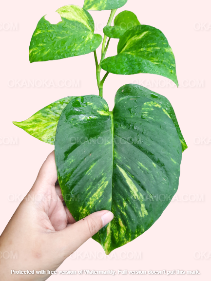 Top view of Marble Golden Queen displaying multiple variegated leaves with creamy gold streaks and deep green areas.