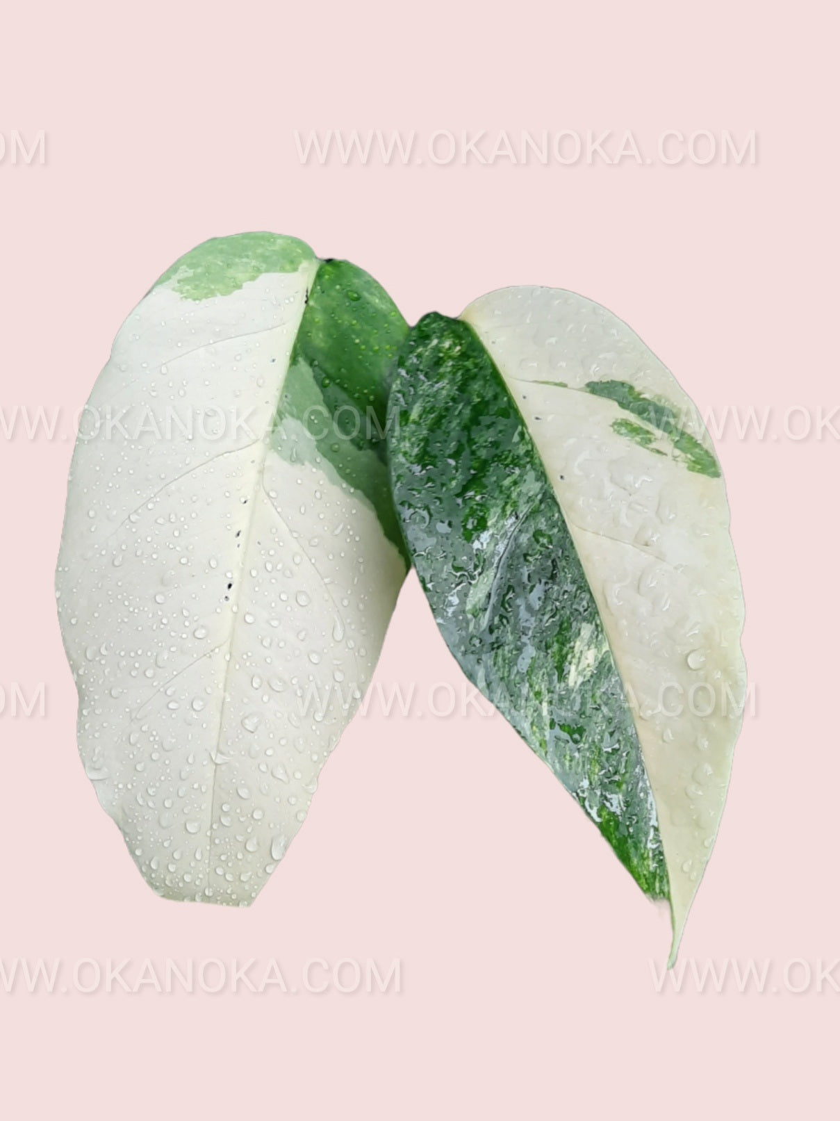 Top view of Epipremnum Pinnatum Variegated showing variegated white and green leaves in a small pot.