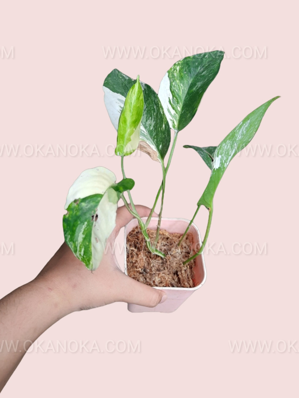 Side view of Epipremnum Pinnatum Variegated in a pot, displaying trailing and climbing potential.