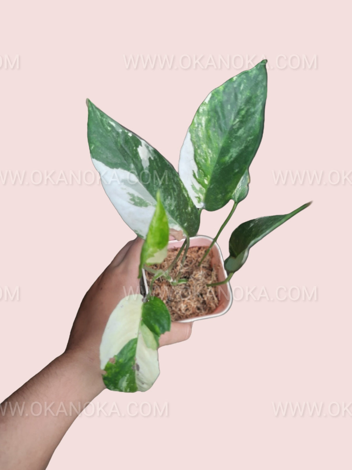Hand holding Epipremnum Pinnatum Variegated, showcasing overall leaf shape and color.