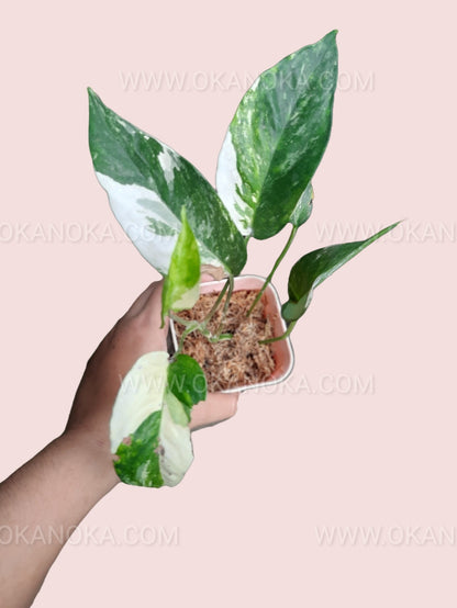 Epipremnum Pinnatum Variegated live plant lush white-green variegated leaves