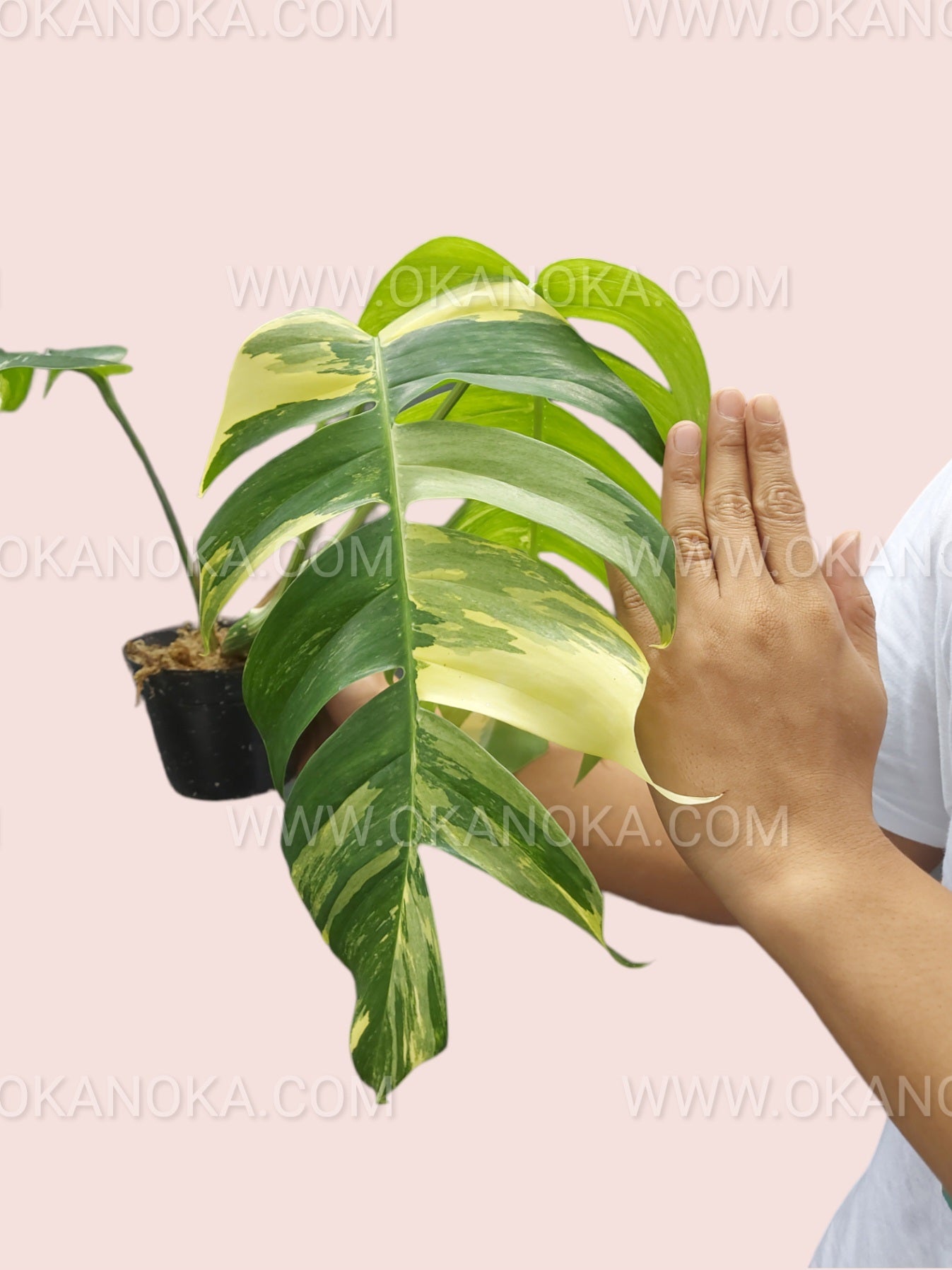 Hand holding Epipremnum Pinnatum highlighting elongated, fenestrated variegated leaves.