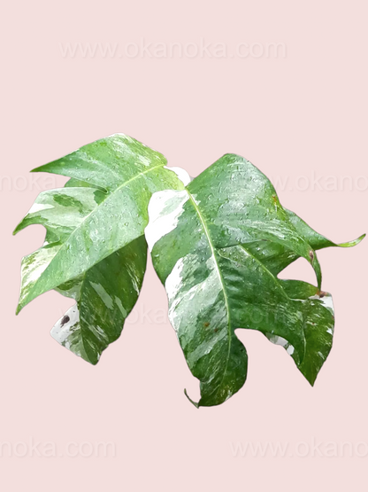 Healthy Epipremnum Pinnatum variegated plant with multiple mature leaves.