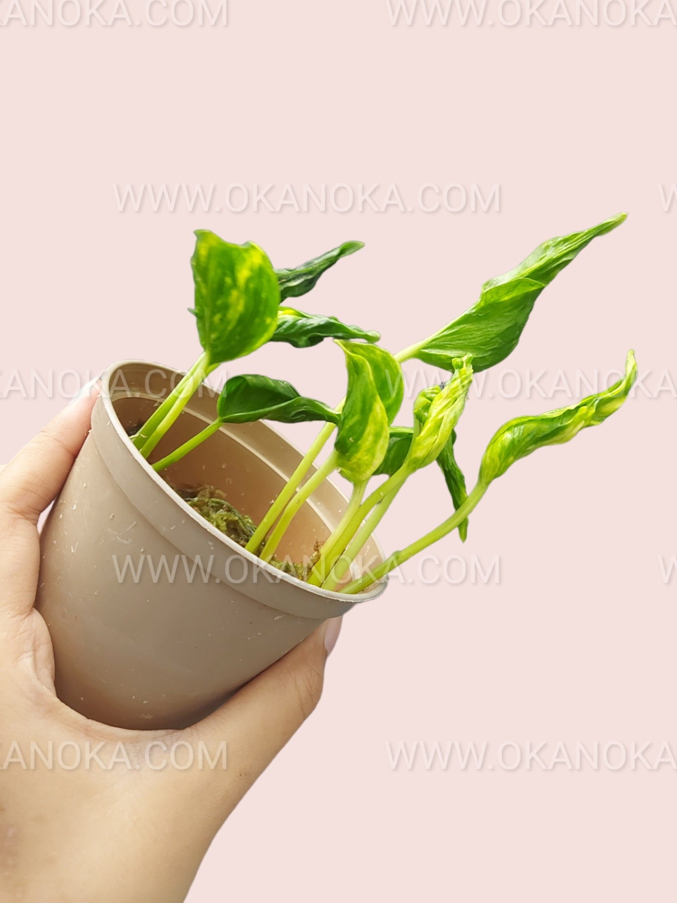 Trailing leaves of Epipremnum Shangri La Aurea displayed in small pot, ideal for tabletop decoration.