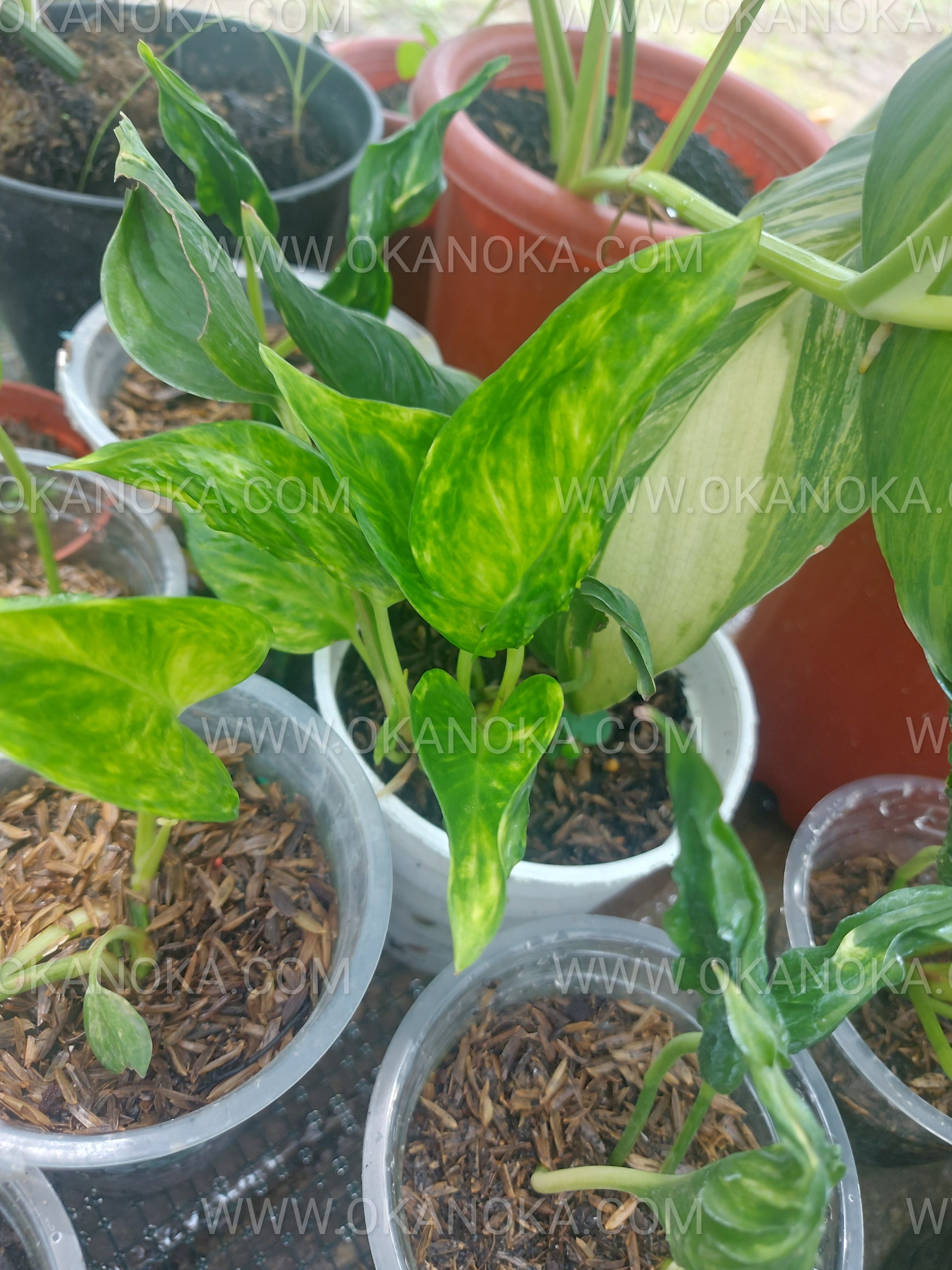 Close-up of golden variegation on Epipremnum Shangri La Aurea leaves, showing detailed patterns.