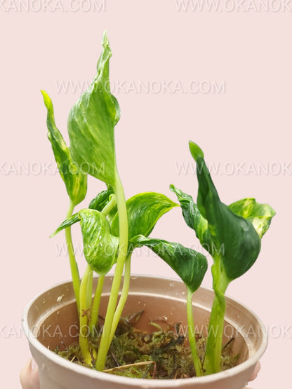 Epipremnum Shangri La Aurea with lush, vibrant foliage, cascading from pot, showcasing indoor greenery.