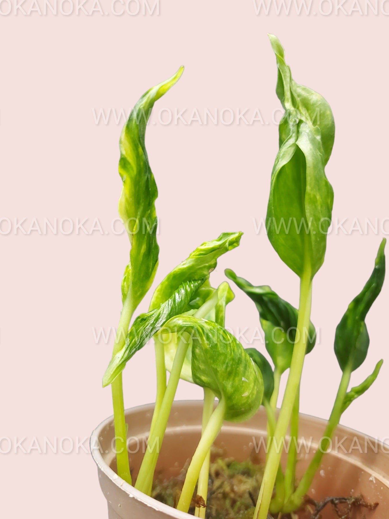 Young Epipremnum Shangri La Aurea plant in pot, ready for indoor placement or gifting.