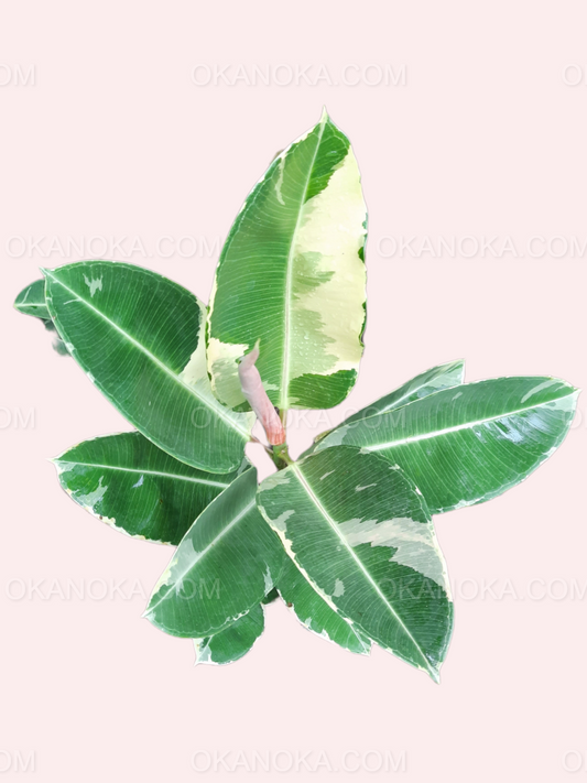 Ficus Elastica Variegated showing full variegated green and cream leaves in a pot.