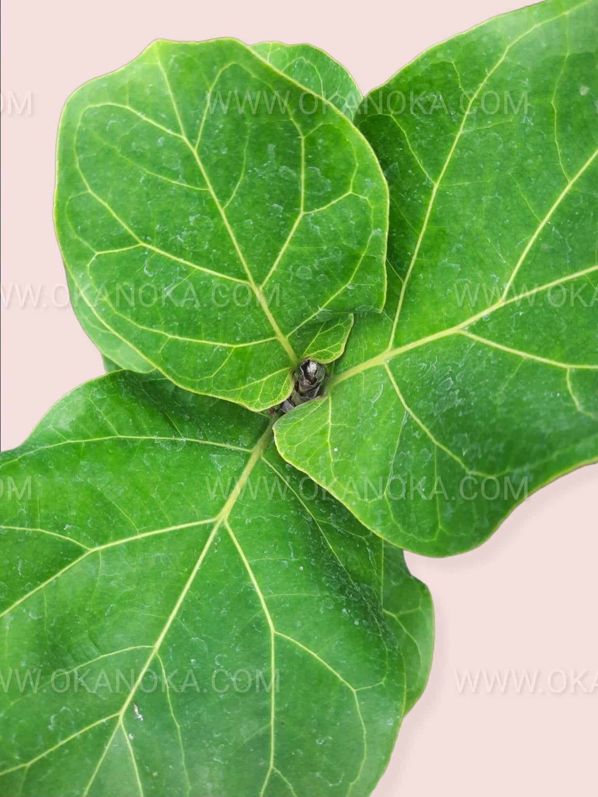 Close-up of a Fiddle Leaf Fig leaf displaying prominent veins and healthy texture.