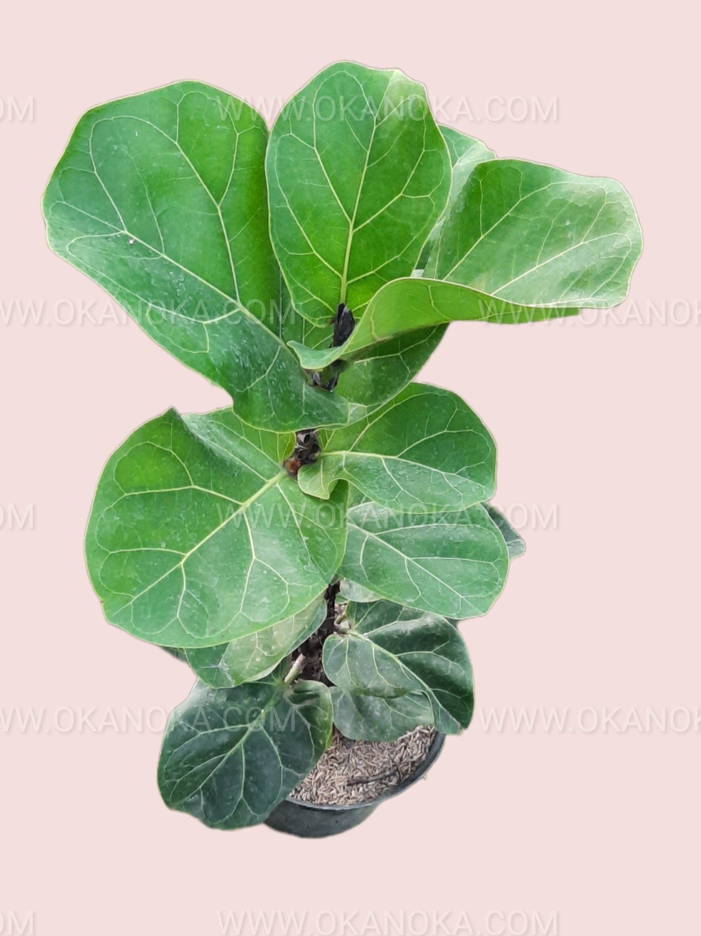 Top view of a Fiddle Leaf Fig (Ficus Lyrata) showing broad, vibrant green leaves.