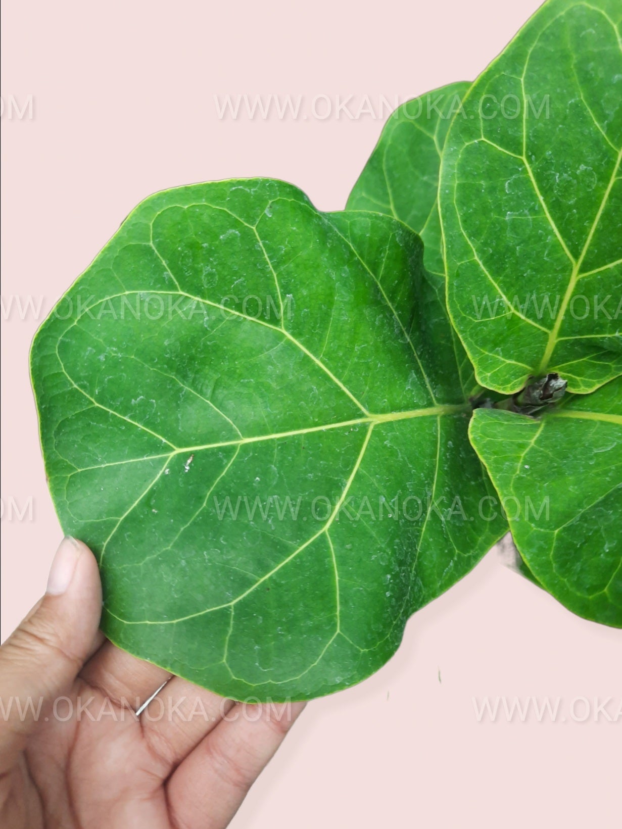 Fiddle Leaf Fig (Ficus Lyrata) in a pot, demonstrating its upright growth and full foliage.