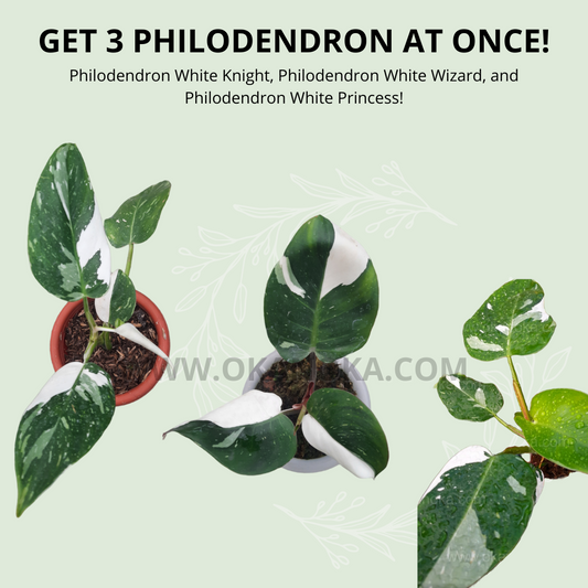 Mejor paquete combinado de Philodendron White Knight, White Wizard, White Princess