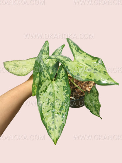 Hapaline Celatrix with elongated glossy leaves in a decorative pot