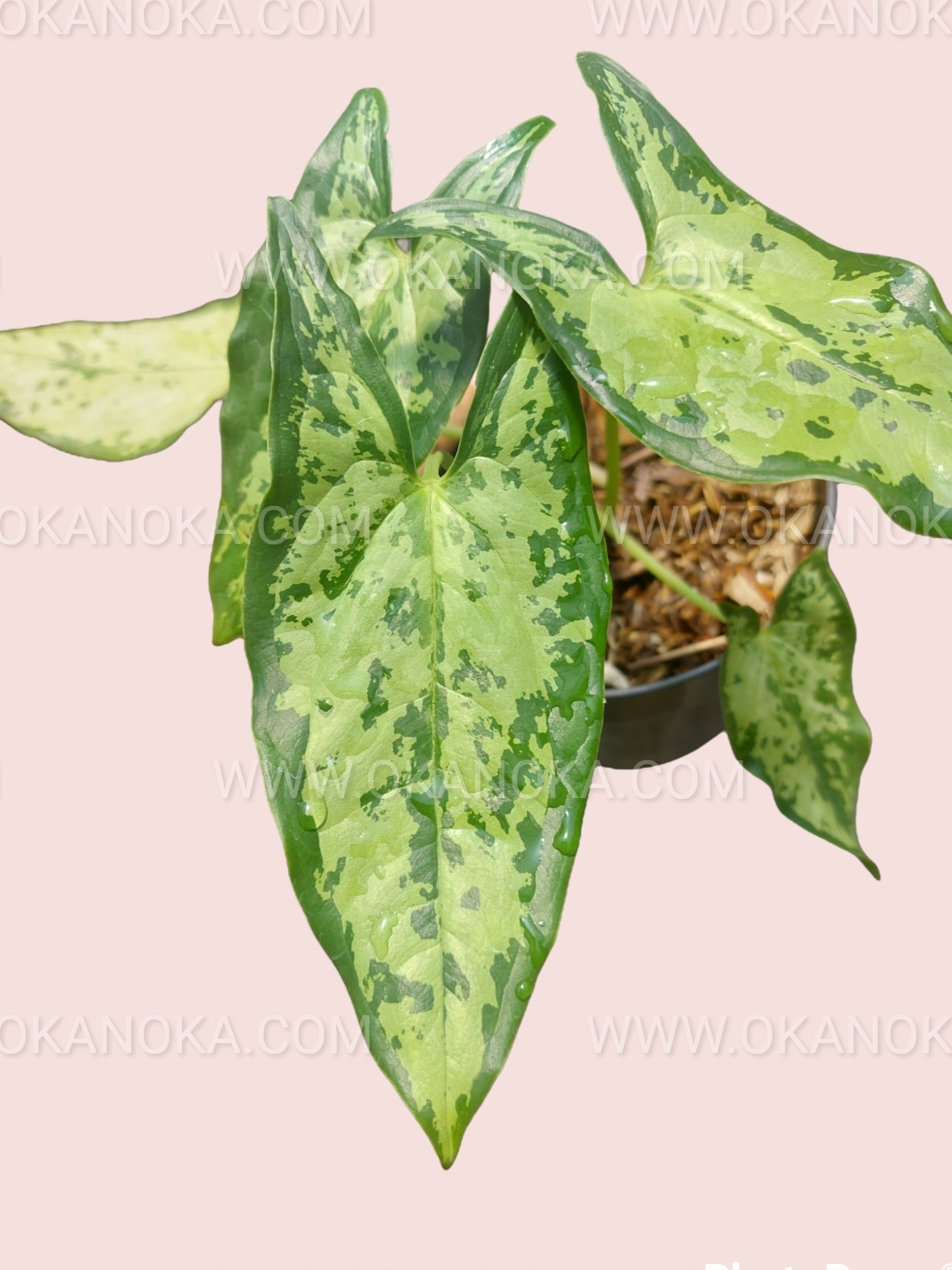 Close-up of Hapaline Celatrix showcasing intricate leaf patterns