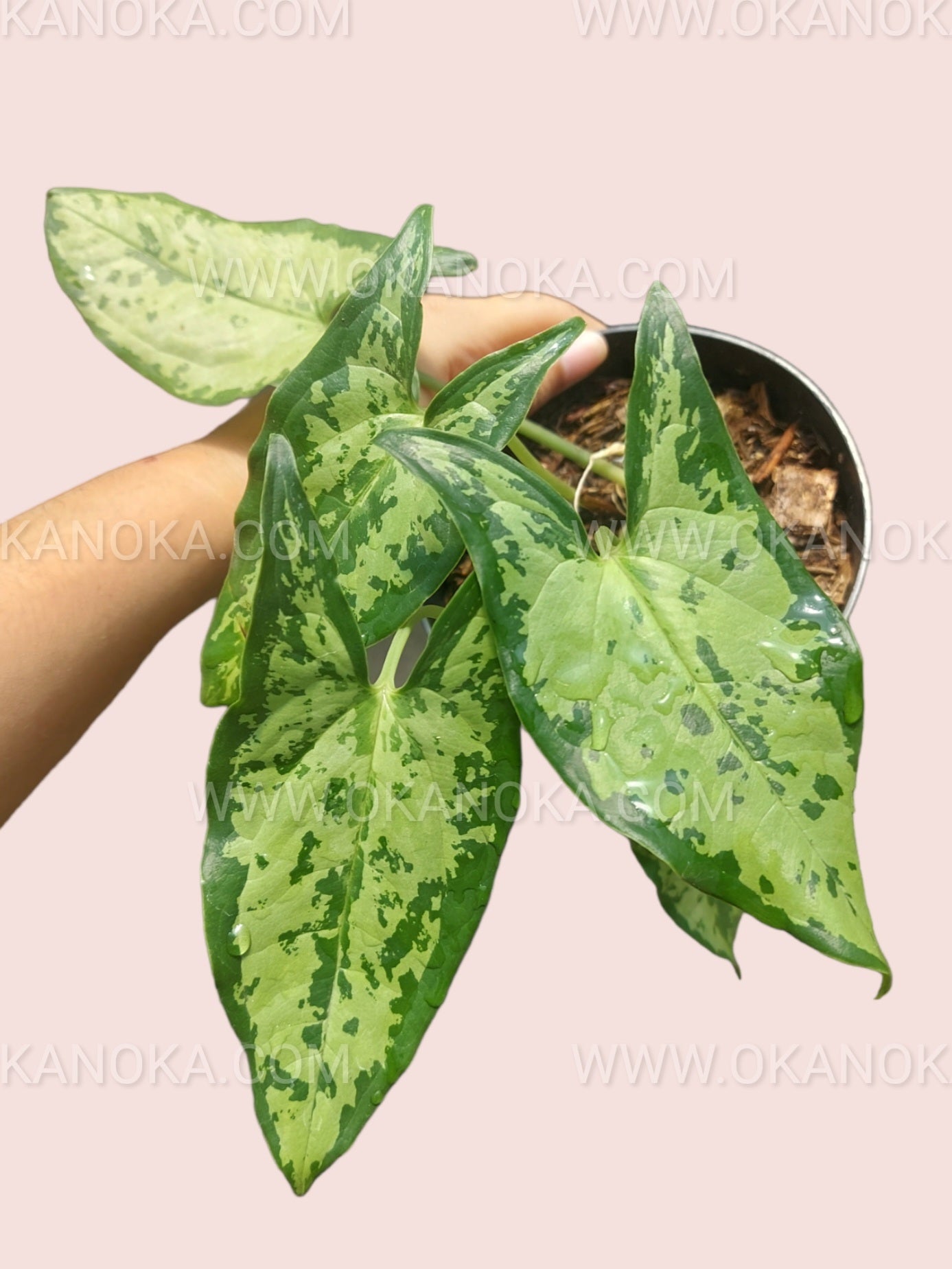 Indoor placement of Hapaline Celatrix on a modern shelf