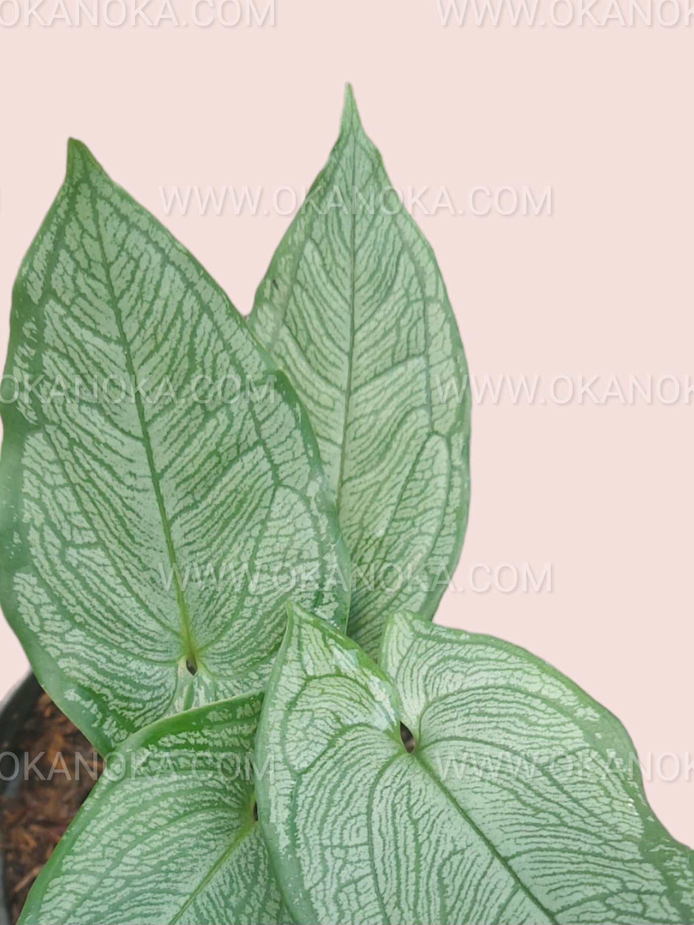 Close-up of the shimmering silver foliage of Hapaline Silver