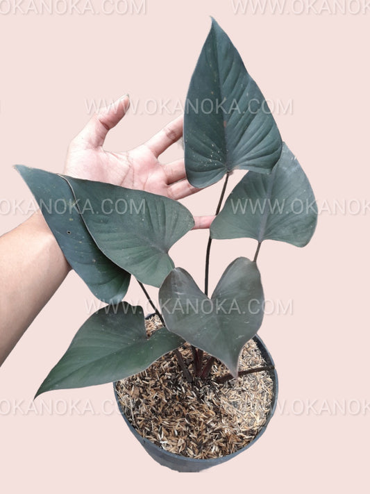Hand holding Homalomena Black showcasing deep, glossy dark green leaves.
