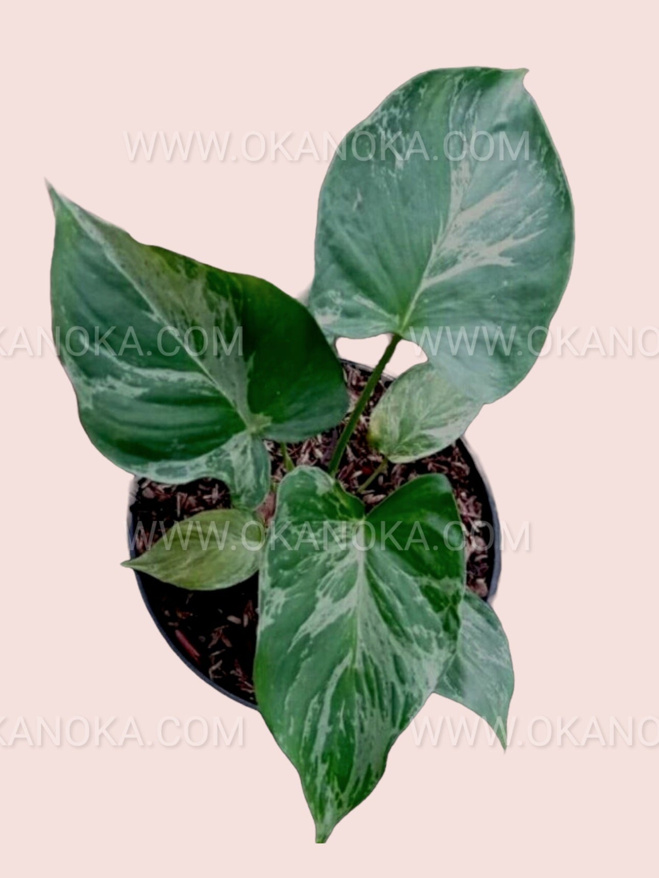 Homalomena Pendula Variegated in a pot, cascading light green and yellow leaves.