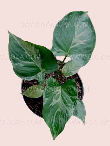 Homalomena Pendula Variegated in a pot, cascading light green and yellow leaves.