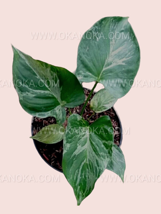 Homalomena Pendula Variegated in a pot, cascading light green and yellow leaves.