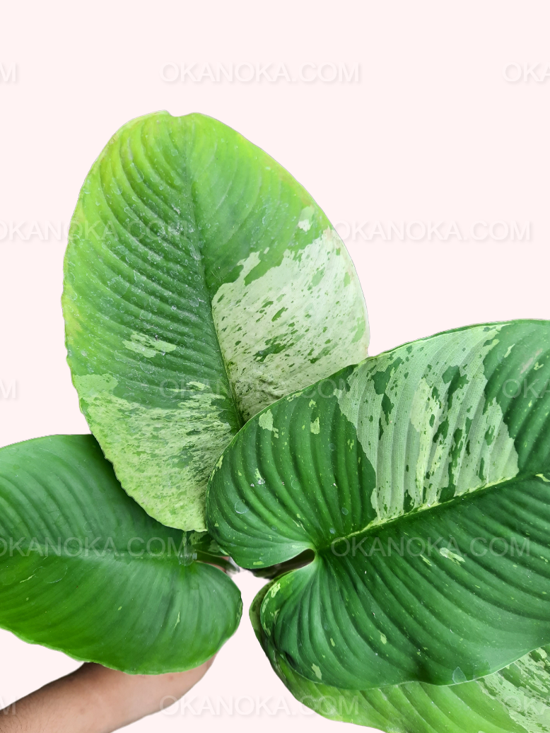 Close-up of a single variegated leaf displaying intricate green and white patterns.