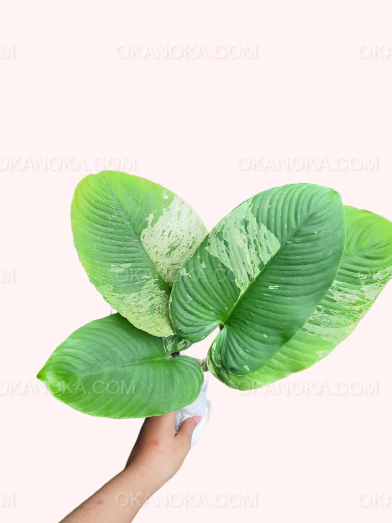 Hand holding Homalomena Variegated in a black pot, showcasing full foliage and variegation.