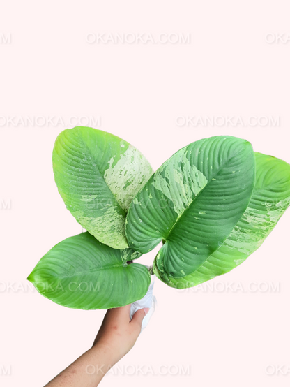 Hand holding Homalomena Variegated in a black pot, showcasing full foliage and variegation.