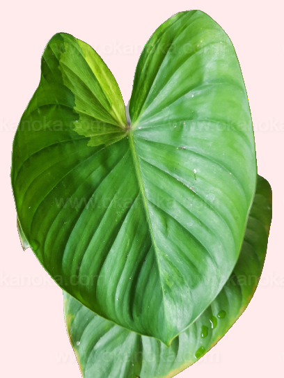 Top view of Homalomena Variegated Lemon Lime showing heart-shaped leaves with lime-green and yellow variegation.