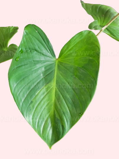 Close-up of variegated leaves emphasizing lemon-lime color contrast and glossy texture.