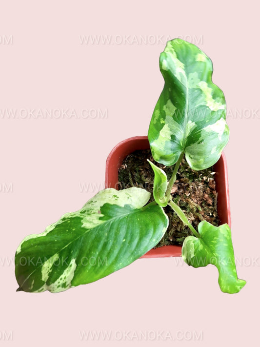Homalomena sp Variegated plant in a square pot, showing lush green and cream variegated leaves.