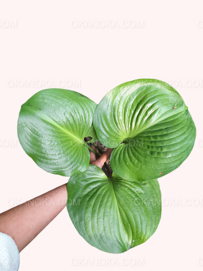 Hosta Plantaginea showing large green rosette leaves in a pot.