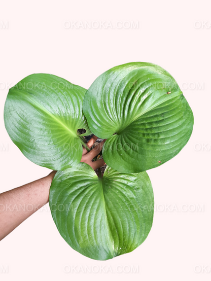 Close-up of Hosta Plantaginea leaves highlighting texture and color.