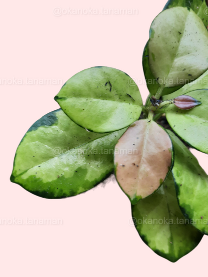 Top view of Hoya Australis Lisa displaying lush variegated foliage with pink accents.