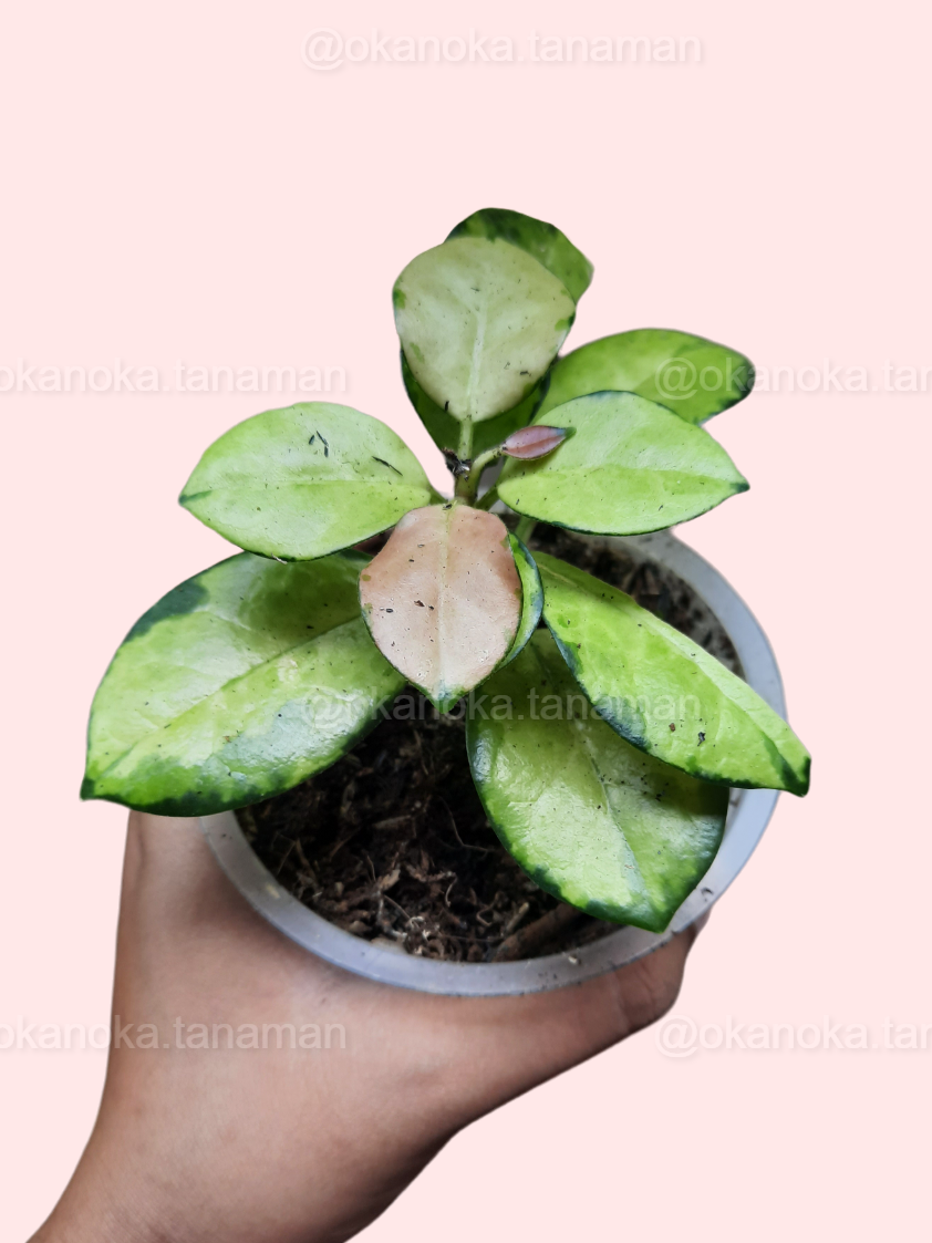 Hoya Australis Lisa plant in black pot with natural sunlight highlighting variegation.